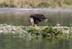 Eagle eating salmon