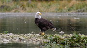 Eagle with his salmon