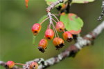 Wild Crabapples