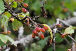 Wild Crabapples, loved by bears!