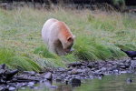 Spirit Bear eating salmon