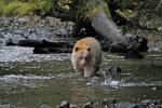 Spirit Bear watching salmon