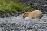 Spirit Bear fishing again