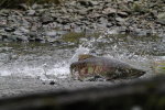 male Chum salmon making his way up the river
