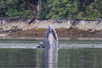 2 Humpback Whales spy hopping