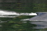 Humpback Whales surface right beside us!