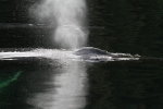 Humpback Whale surfacing