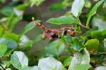 Salal Berries
