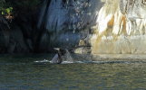 Humpback Whale tail in evening light
