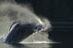 Back lit Humpback Whale in full breach
