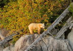 Spirit Bear at sunset