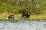 Mum Grizzly with yearling cub