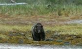 Male Grizzly in Great Bear Rainforest