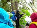 Kitasoo guide Doug Neasloss on Devil's Club