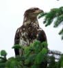 Immature Bald Eagle
