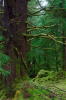 Forest at old village of Tahnoo