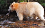 Spirit Bear with salmon