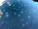 Invasion of the jelly fish! ~ Photo Credit: R.Watkiss