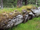 K'uuna Llnagaay (Skedans) ~ Photo Credit: R.Watkiss