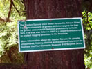 Golden Spruce Trail - Near Port Clements ~ Photo Credit: R.Watkiss