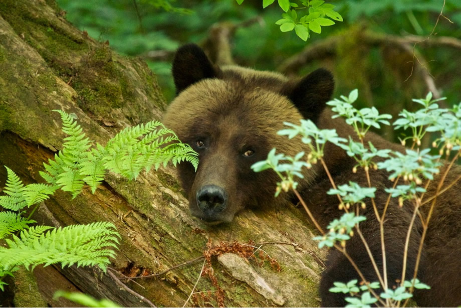 Grizzly Bear resting in the Rainforest