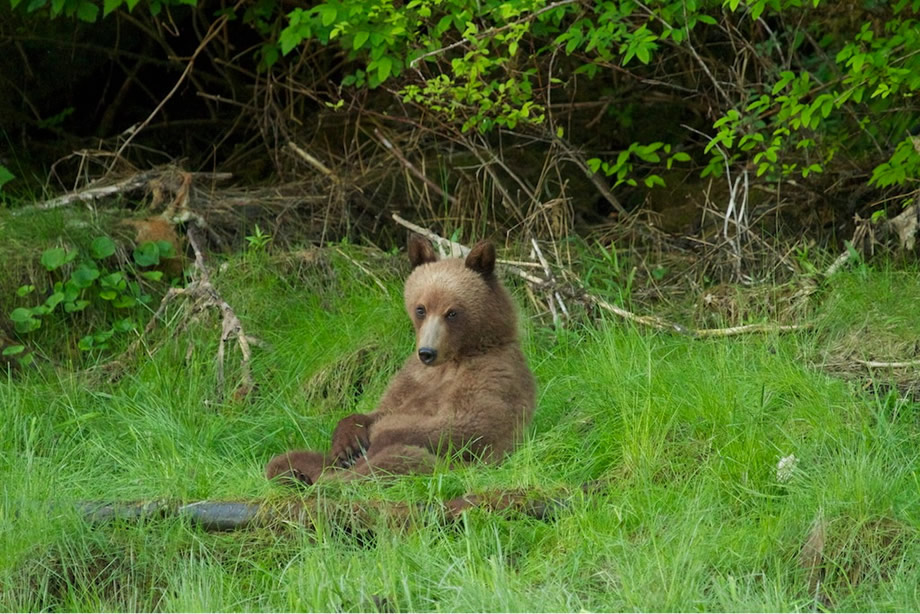 Yearling Grizzly Bear Cub in the Great Bear Rainforest