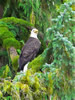 Bald Eagle (photo credit: Eloise Rowland)