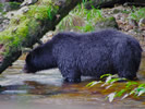 Black Bear Fishing (photo credit: Eloise Rowland)