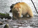 Spirit Bear Fishing (photo credit: Eloise Rowland)