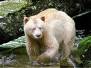 Spirit Bear Looking For Salmon (photo credit: Eloise Rowland)
