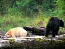 Spirit and Black Bear (photo credit: Eloise Rowland)