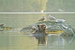 Young Grizzly fishing in Great Bear Rainforest