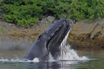 Humpback whale lunge feeding