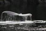 Humpback whale tail