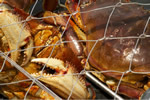 For a crab feast