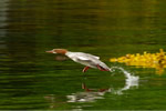 Common merganser taking off