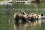 Resting seals