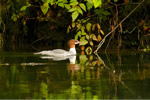 Female Common Merganser