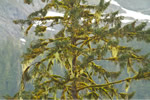 Moss draped tree in the Great Bear Rainforest