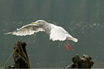 Seagull in flight in the Great Bear Rainforest