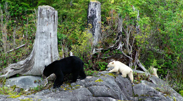 Stop Bear Trophy Hunting