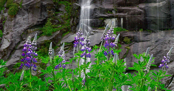 wildflowers