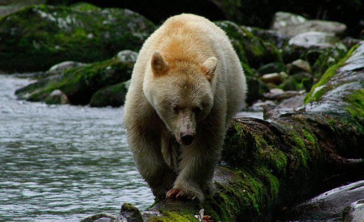Spirit Bear