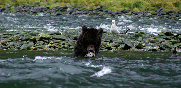Grizzly Bear Catching Wild Salmon