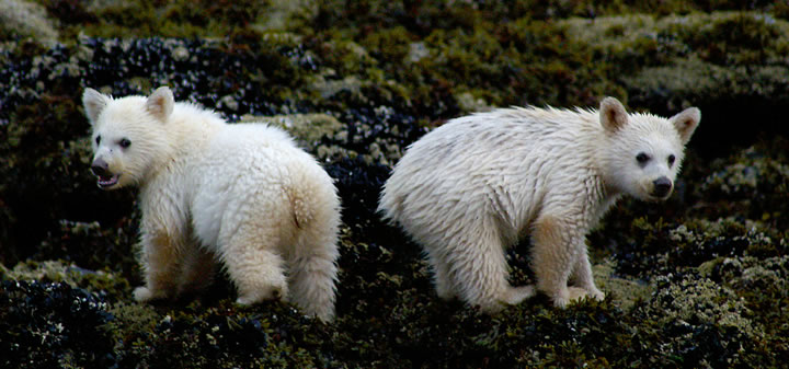 Spirit Bear cubs eating mussels at low tide.