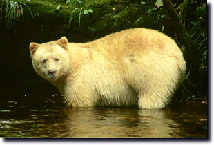 Spirit Bear