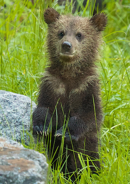 4-month-old Grizzly cub  8 x 12 inches printed on canvas