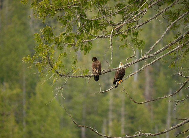 Juvenile and Adult Bald Eagles 40 x 30 inches printed on canvas