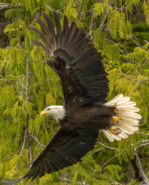 Bald Eagle in flight 11 x 13 inches printed on canvas
