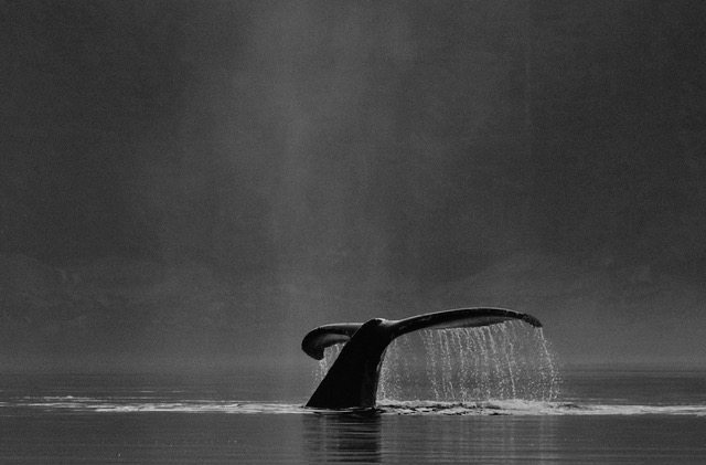 Diving in the Early Morning Mists 30 x 20 inches printed on canvas